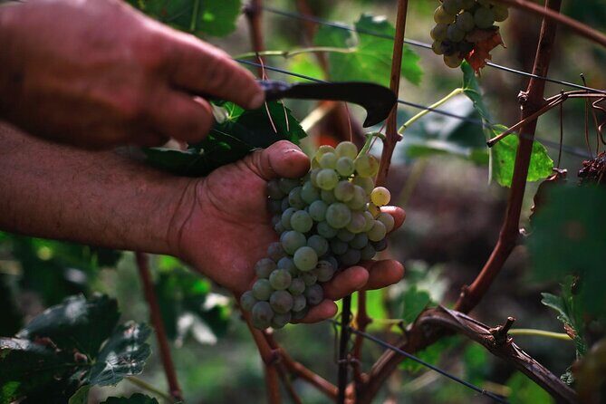 Premium Ischia Wine Tasting Experience with Transfer Included - What 3 hours feels like on the ground