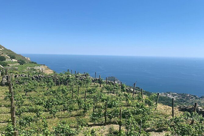 Premium Ischia Wine Tasting Experience with Transfer Included - Group size and hearing the guide: plan for real-life noise