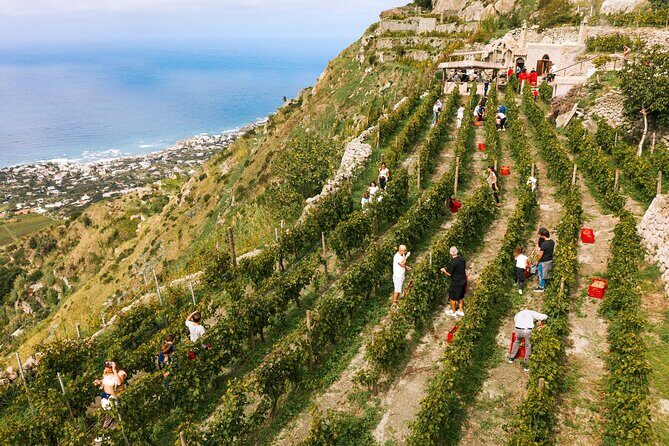 Premium Ischia Wine Tasting Experience with Transfer Included - The panoramic vineyard walk: views plus grape-growing reality
