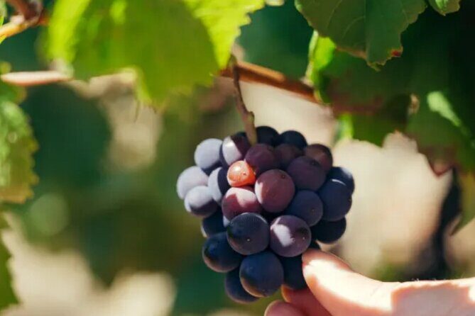 Private Double Wine Tasting Tour in Frascati - Exclusive - The Scenic Frascati Drive: Where the Town Meets the Wine