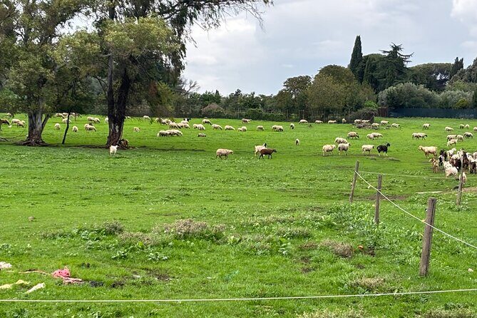 Private E-bike tour of Appian way, Aqueduct & catacombs with food - Why an E-Bike on the Appian Way Works Better Than Walking