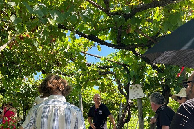 Private Natural Wine Vs Byodinamic and Organic Wine Tour - What makes the Tenuta Sorrentino Vesuvio day feel worth $300.67
