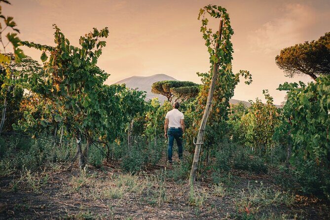 Private Natural Wine Vs Byodinamic and Organic Wine Tour - Who should book this Naples natural wine experience