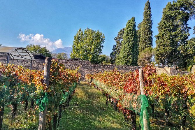 Private Tour: Pompeii & Wine Tasting at the Slopes of Mt Vesuvius - How this Pompeii + wine combo feels in real time