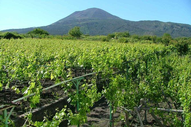 Private Tour: Pompeii & Wine Tasting at the Slopes of Mt Vesuvius - The vineyard lunch on Vesuvius slopes: food first, then wine