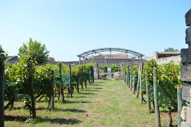 Private Tour: Pompeii & Wine Tasting at the Slopes of Mt Vesuvius - Wine tasting lineup: what’s included and why it’s a smart mix