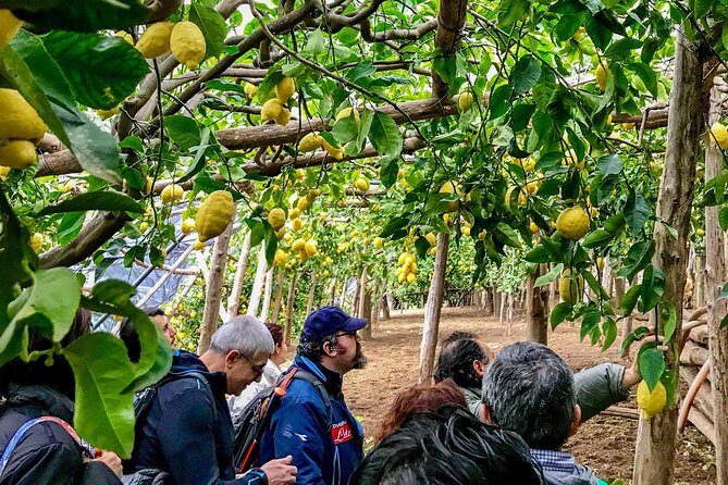 Private Tour: The Path of the Lemons - Key points to know before you go