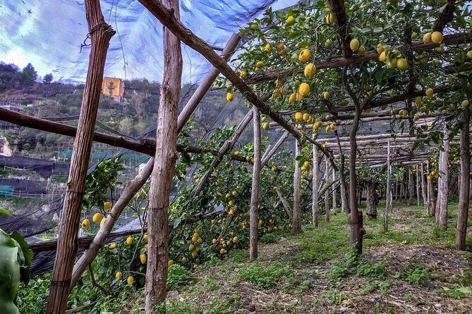 Private Tour: The Path of the Lemons - Pace, stairs, and weather: the real decision points