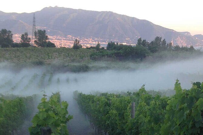 Private Wine Tour,lunch,8 wines, dedicated sommelier and trasport - Vesuvius Terroir Plus a Proper Lunch