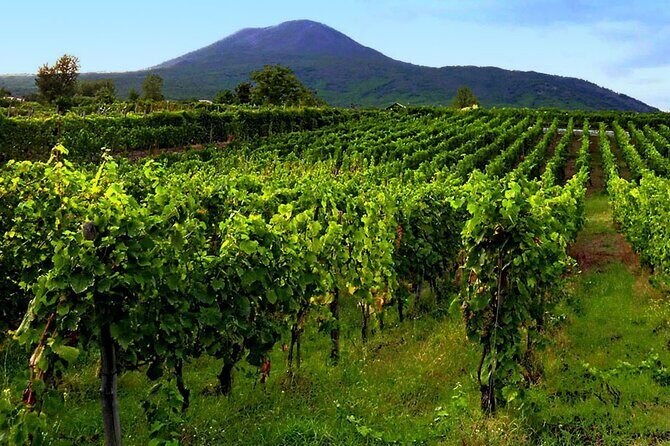Private Wine Tour,lunch,8 wines, dedicated sommelier and trasport - The Wines: What 8 Tastings Really Means