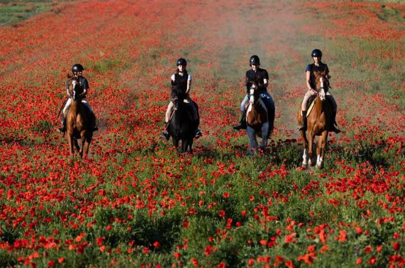 Ride in Rome with meal and wine included - First, You Meet the Rescued Horses (And Do Real Horse Care)