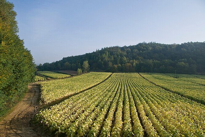 Rome Countryside Vineyards and Wine Tasting - Private Tour - Hotel Pickup and Comfort-First Timing