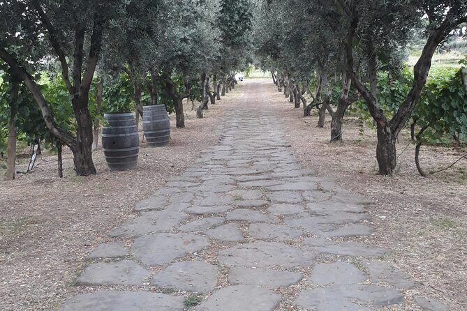 Rome Countryside Vineyards and Wine Tasting - Private Tour - Who Should Book This Private Frascati Tour