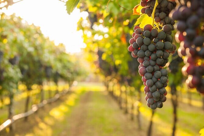 Rome Countryside Vineyards and Wine Tasting - Private Tour - What You’ll Taste: Wine Sampling with Local Snacks