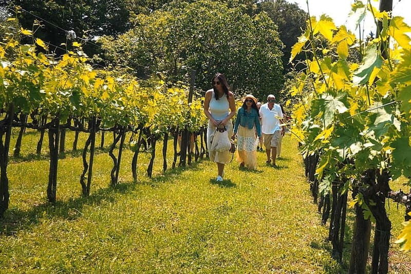 Rome Countryside: Wine Tasting Tour with Private Driver - Why a Rome countryside wine stop feels smarter than a long day trip