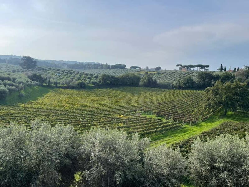 Rome Countryside: Wine Tasting Tour with Private Driver - The sommelier-led tasting: how you’ll learn to taste without overthinking