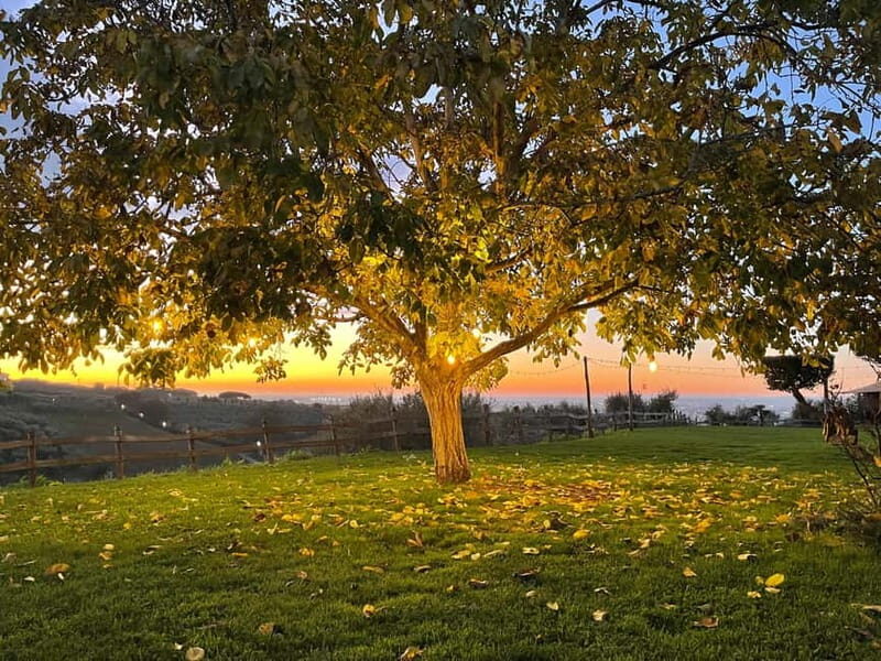 Rome Countryside: Wine Tasting Tour with Private Driver - Price and value: why $146.14 per person can make sense here