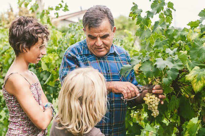 Rome: Frascati Private Day Trip - Town Tour, Lunch & Wine Tasting - What You Taste: Three Frascati Wines, Cheese, Bruschetta, and Local Sweets
