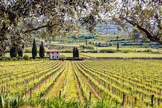 Rome: Frascati Private Day Trip - Town Tour, Lunch & Wine Tasting - Who This Private Day Trip Suits Best