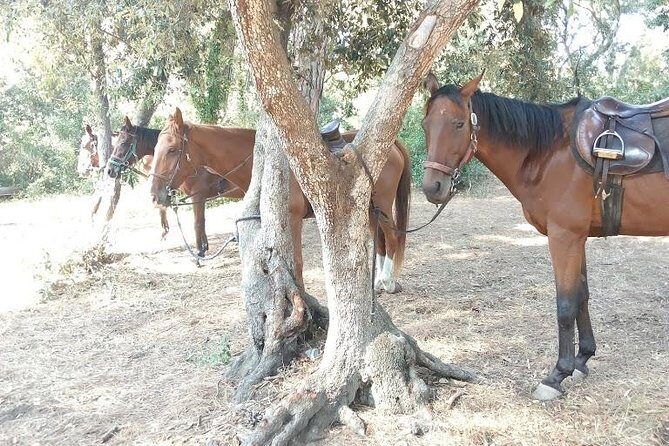 Rome : Horseback Riding with meals and wine included - Who this horseback ride is best for—and who should think twice