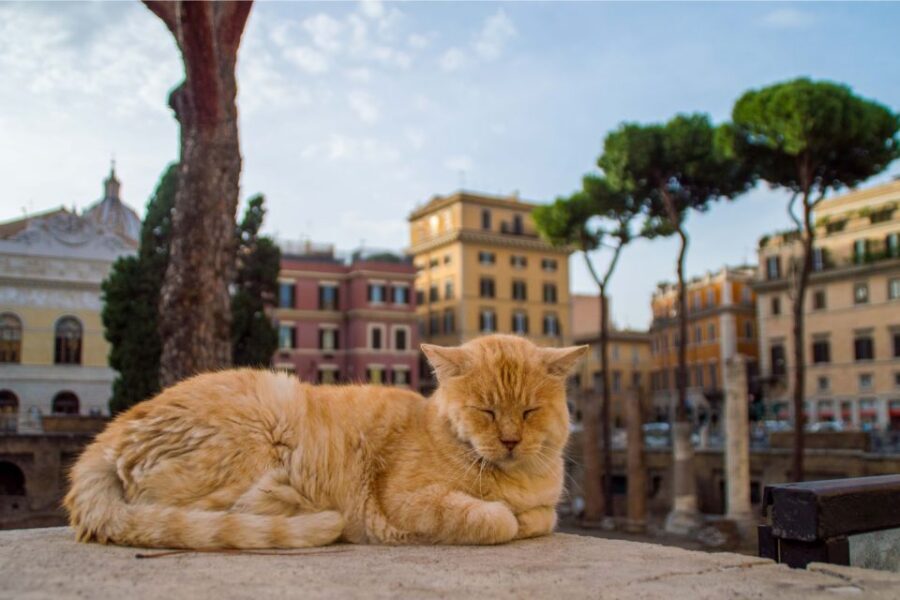 Rome Private Family Walking Tour with Games for Kids - Largo di Torre Argentina and Portico of Octavia: where the past feels close