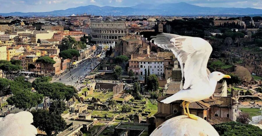 Rome: Vatican, Colosseum & Main Squares Tour w/ Lunch & Car - Pantheon and the timing that helps you actually enjoy it