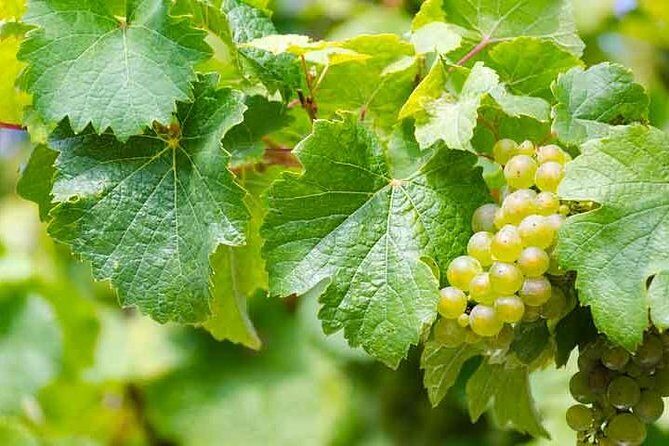 Rome Vineyards Wine tasting Private Day Tour - Cantine Santa Benedetta: wine tasting with snacks and grape education