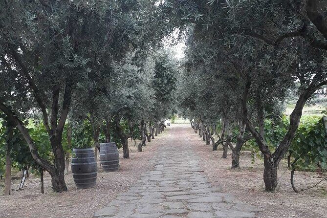 Rome: Wine Tour & Pizza Making Class in a Frascati's vineyard - 5 hours - Price and value: does $469.99 make sense?