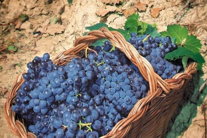 Rome's Vineyard Symphony: Countryside Winetasting Experience - Price and value: is $189.64 worth it?