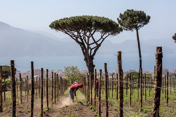 Scenic Wine Tasting & Lunch on the Slopes of Vesuvius from Naples - Price and Value at $108.84: Where You’re Getting Your Money’s Worth