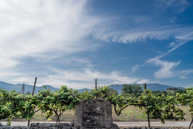Seafood Lunch & Wine Tasting with Scenic Golf Cart Tour - Where the Day Starts: Bosco de’ Medici Winery and the Afternoon Timing