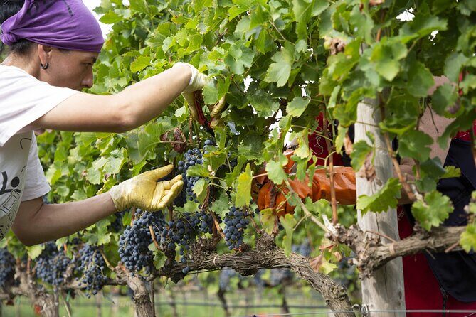 Small-Group Exclusive Winery and Wine Tasting Tour in Frascati - Logistics That Matter: Mobile Ticket, Meeting Point, and Getting There