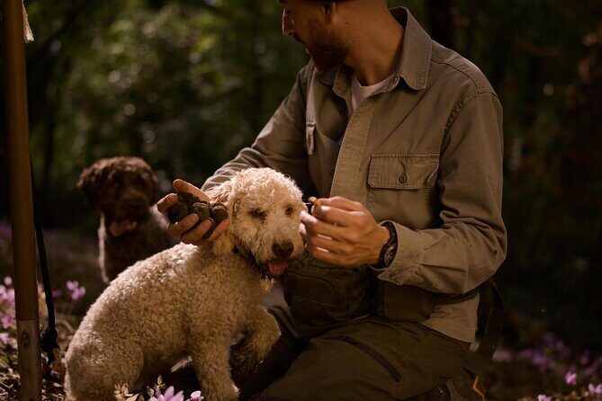 Truffle Hunting, Lunch & Cooking Class in Rome's Countryside - The Truffle Hunt with a Lagotto Romagnolo: How It Works