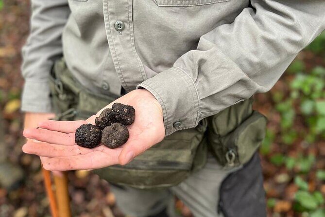 Truffle Hunting, Lunch & Cooking Class in Rome's Countryside - Ottaviano Pickup Made Easy (and Why It Matters)