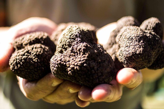 Truffle hunting near Rome with 7-course lunch - The Forest Walk: What You’re Actually Doing Out There