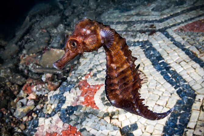 Try Scuba Diving and Underwater Roman Ruins in Baia from Naples - Key Things I’d Bet on Before You Go