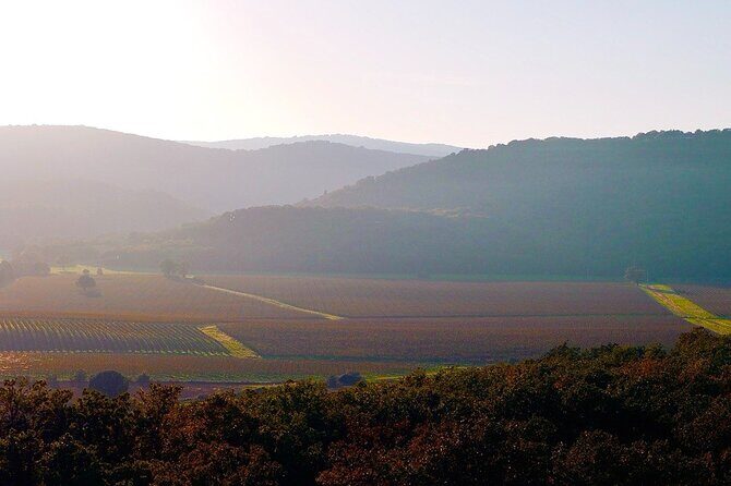 Tuscany & Pitigliano Day Tour from Rome with Wine Tasting & Lunch - Wine tasting on a day like this: how to pace it