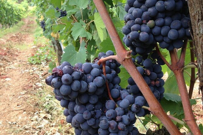 Tuscany Wine Tour: 2 Wineries & San Gimignano from Rome - Porta Romana to Tuscany: The 7-Hour Guided Stretch