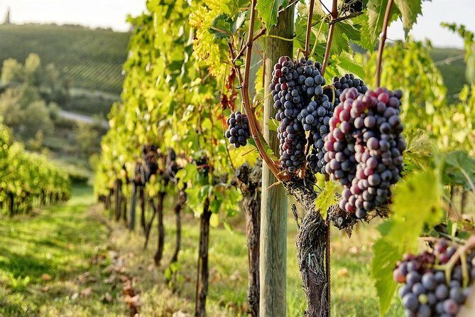 Tuscany Wine Tour from Rome with Private Driver - Orvieto Free Time: The Hilltop Detour That Makes the Day Feel Bigger