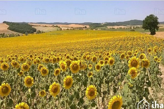 Under the Tuscan Sun Tour from Rome-Cortona & Montepulciano 1 day - Inside Contucci Cantine: A Wine Tasting With Historic Roots