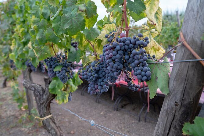 Vesuvius Wine Tasting Experience with Lunch Included - Weather matters more than you think