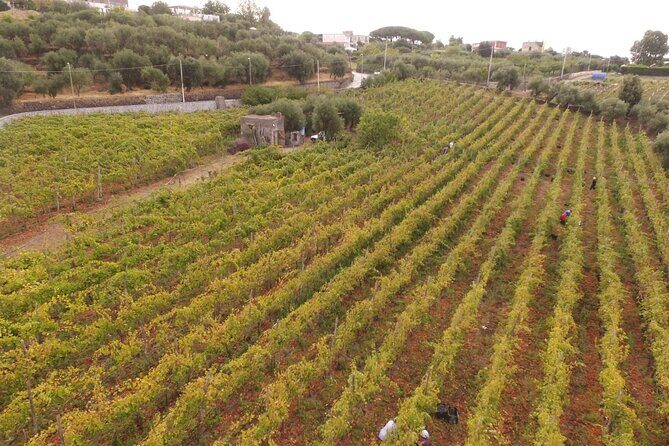 Vesuvius wine tasting with company tour - Vesuvius wine tasting at Fuocomuorto: why this feels different
