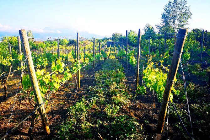 Visit 2 wine producers with tasting and transportation included - Key Highlights You’ll Care About