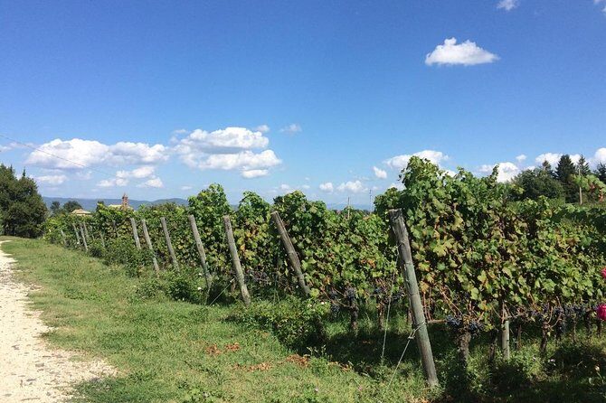 Wine Tasting and Winery tour - Meet Leon and the family: why a small estate feels different