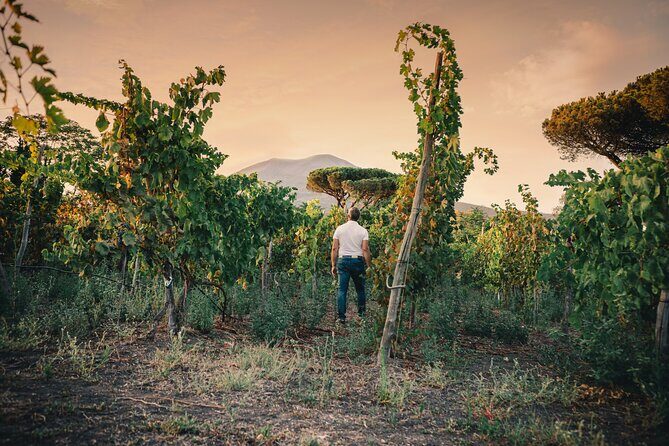 Wine Tasting and Winery Tour in Vesuvio National Park with Lunch - Arrival at Via Cifelli, 10: Timing and getting there