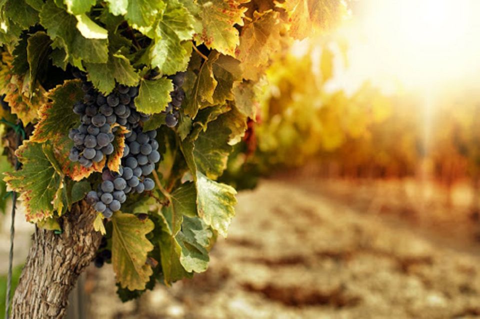 Wine Tasting Experience on the slopes of Vesuvius - Walking the vineyards with a local guide on Vesuvius slopes
