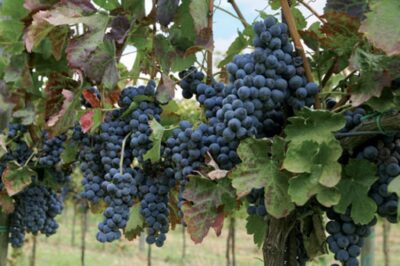 Wine Tasting Experience on the slopes of Vesuvius - The national park viewpoint: views over the Bay of Naples