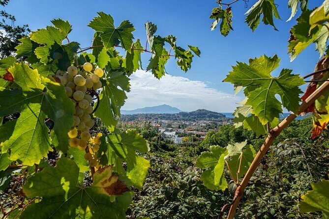 Wine Tasting in Campi Flegrei from Naples - Cellar time: where the story becomes process