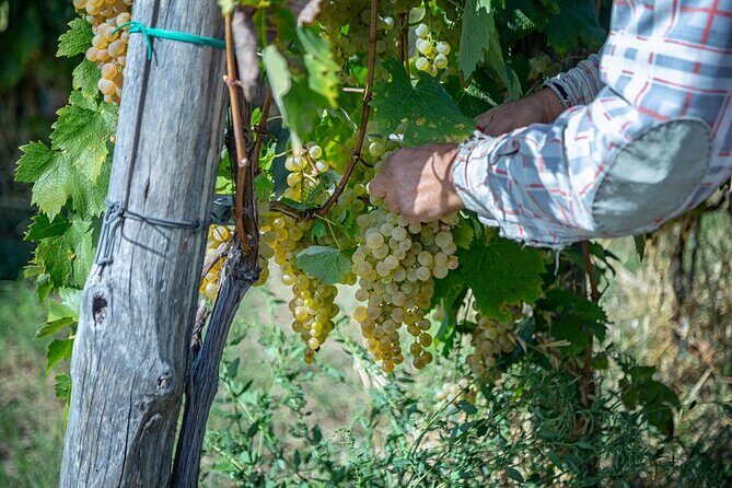 Wine Tasting in Campi Flegrei from Naples - Practical tips for getting the most out of the tasting