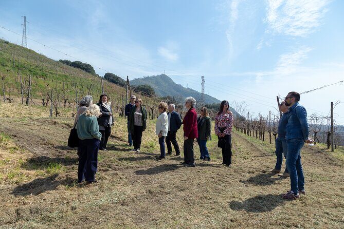 Wine Tasting in Campi Flegrei from Naples - Azienda Agricola Mario Portolano: a vineyard walk with real answers